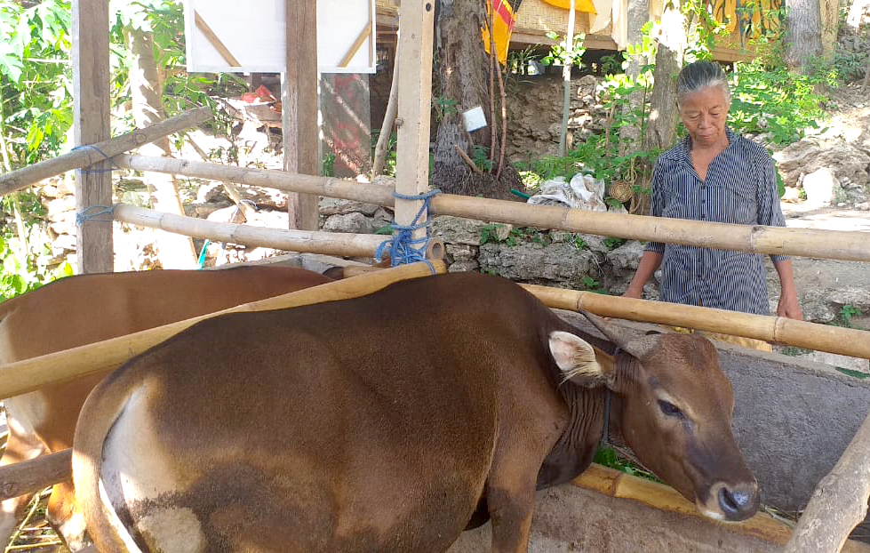 sapi umah melajah