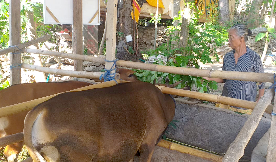 Sapi Umah Melajah