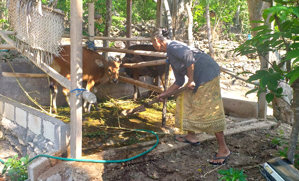 sapi umah melajah