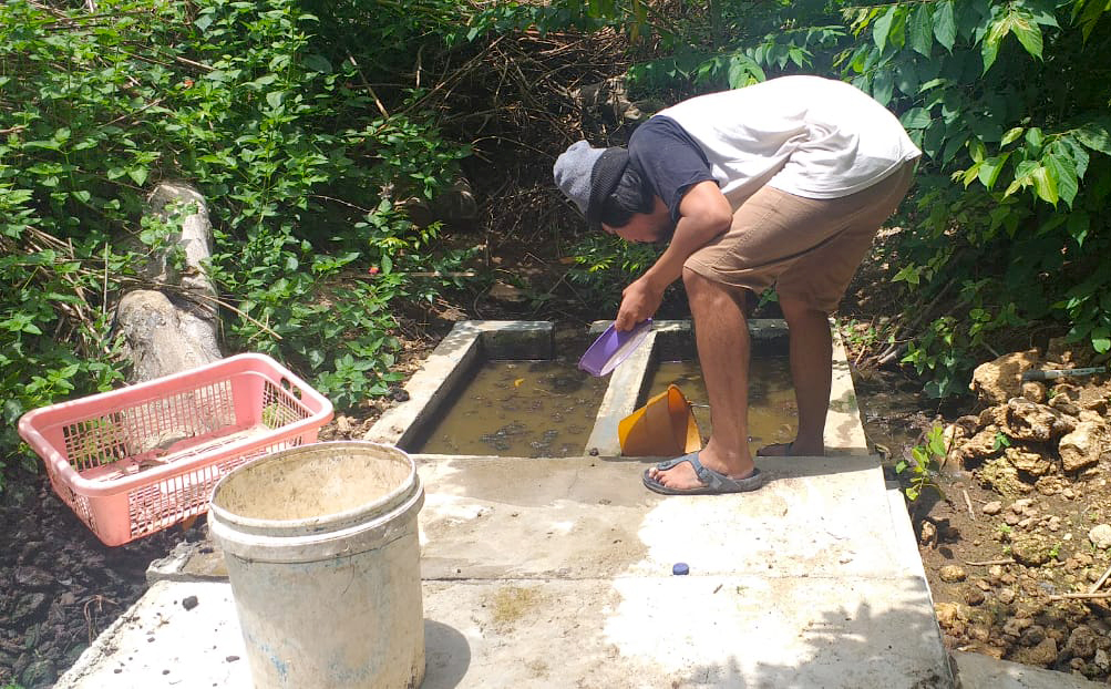 sapi umah melajah