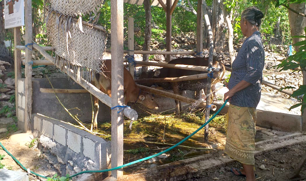 sapi umah melajah
