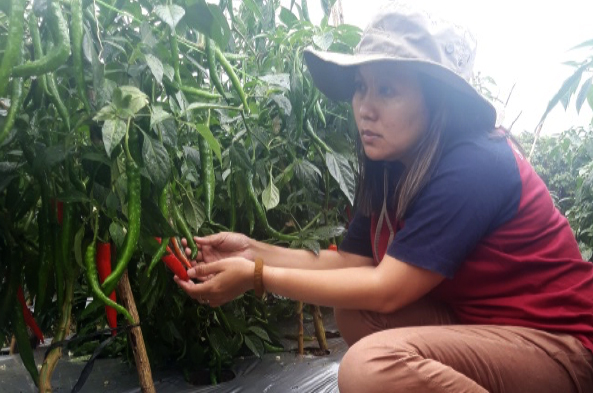 petani