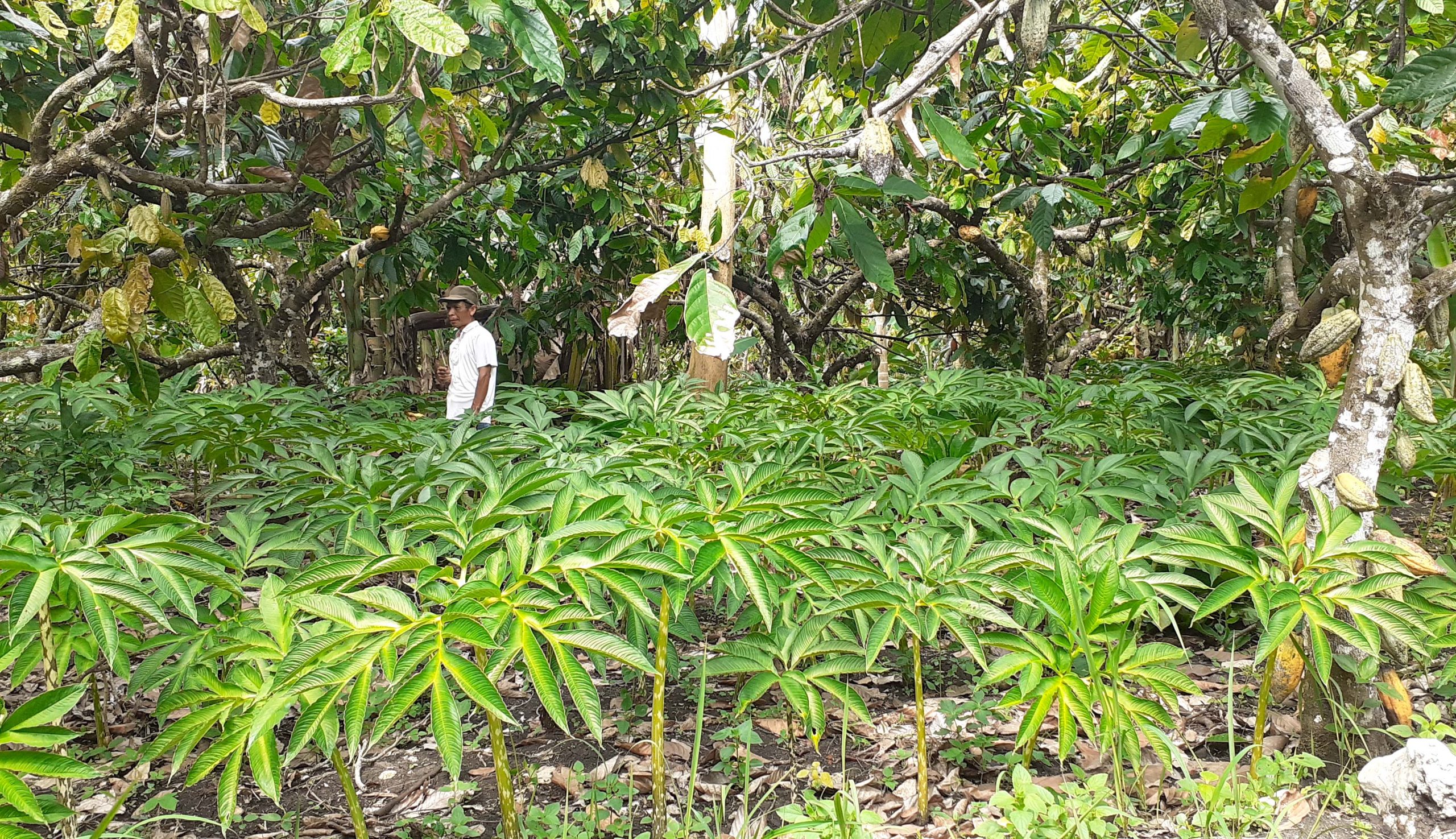 porang