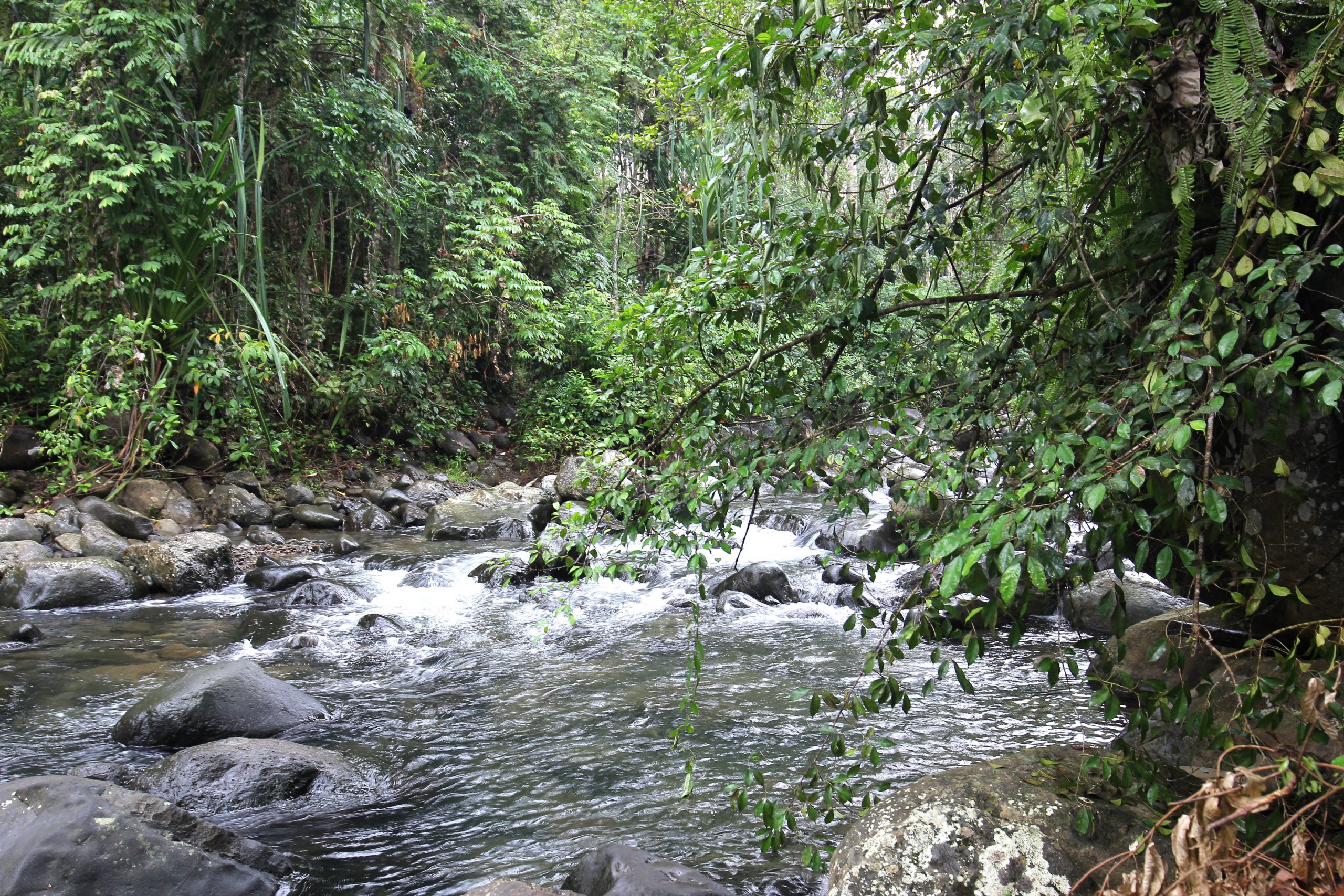 sungai buluh