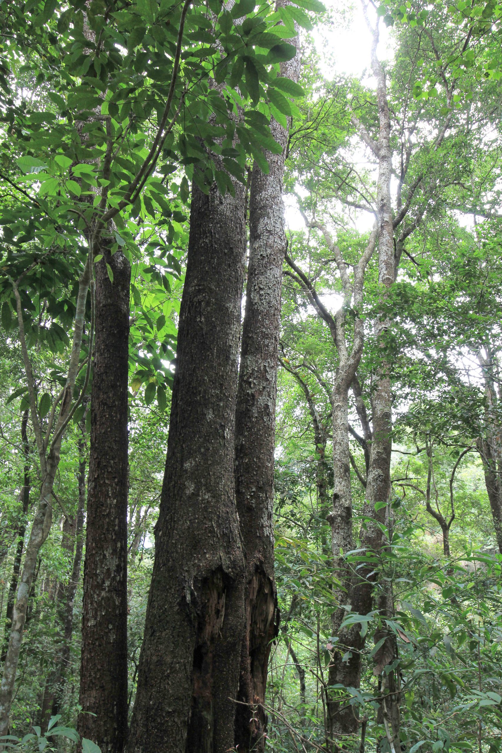 sirukam