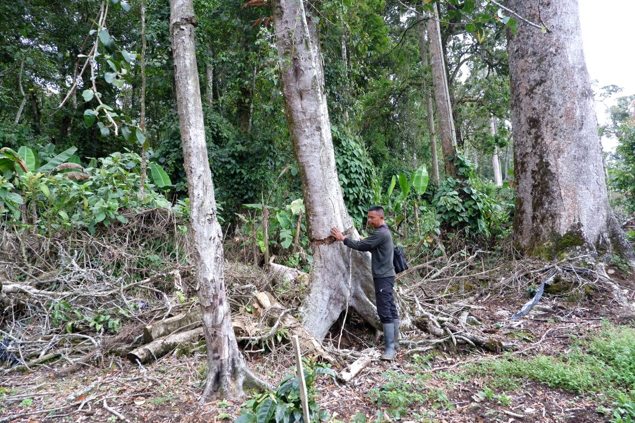 lahan perambah